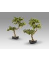 BANKAN II - BONSAI 49CM